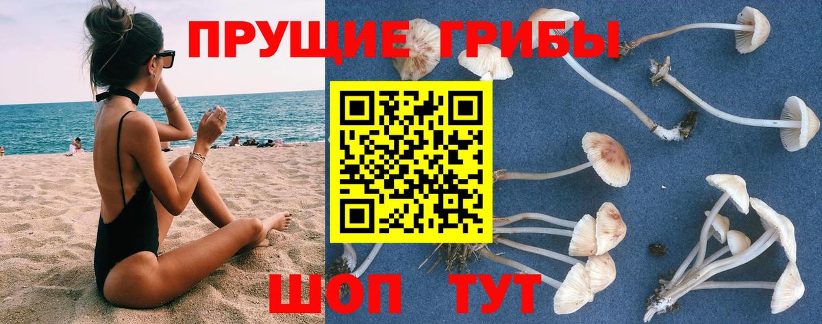 Галлюциногенные грибы Psilocybine cubensis  Вход с VPN  Галлюциногенные грибы ЛСД  Мценск 